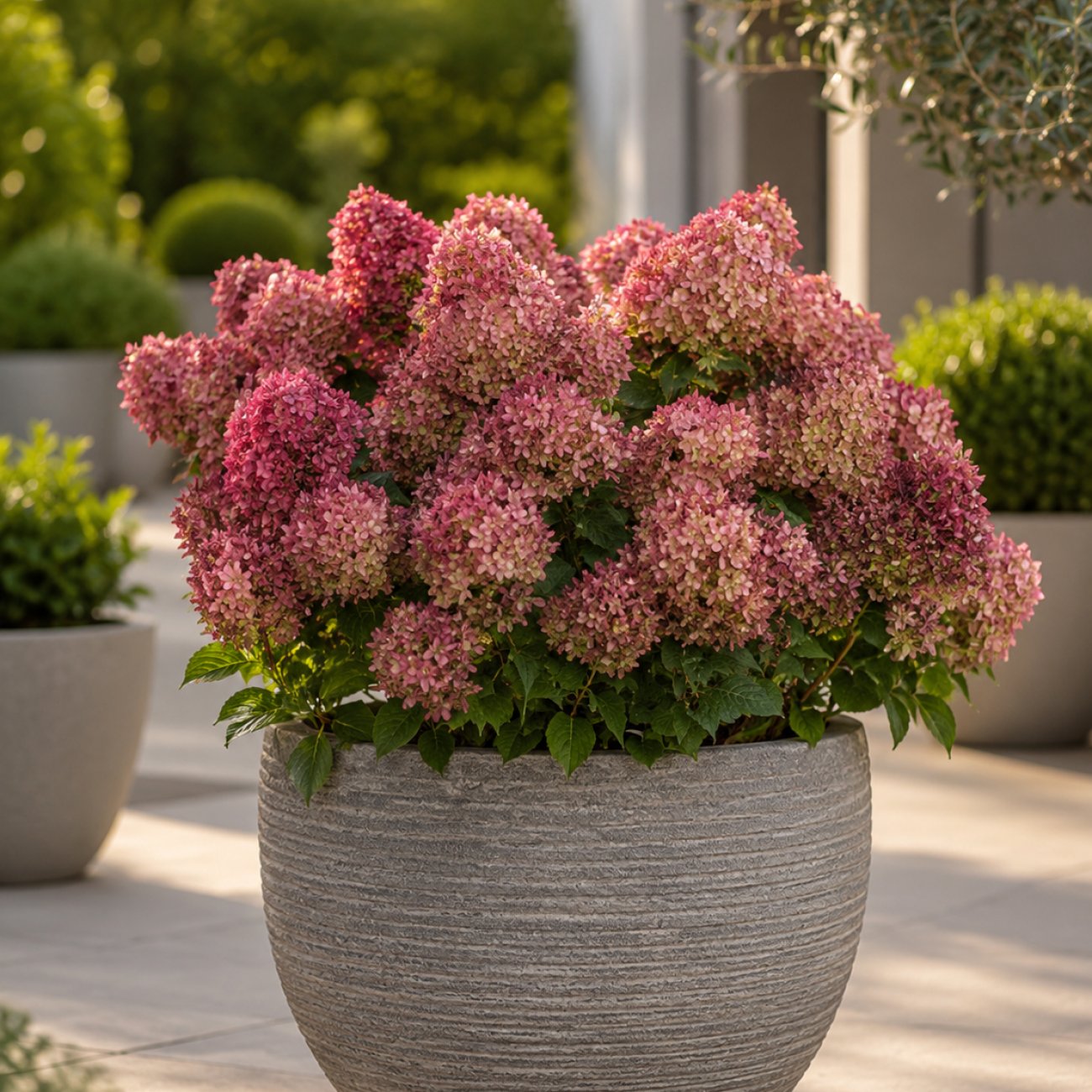 Obrázok Hortenzia metlinatá (Hydrangea paniculata) ‘PETITE STAR’® - výška 30-40 cm, kont. C2L